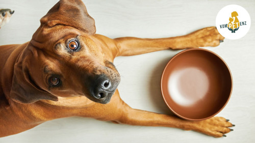 Ausschlussdiät beim Hund - 22.06.2026